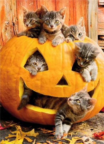 Peek boo avanti cat - avanti,
